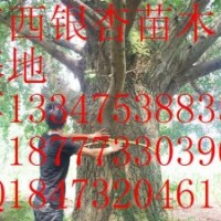 山東銀杏樹(shù)價(jià)格\山東銀杏樹(shù)苗\山東銀杏苗木