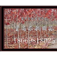 美國(guó)紅楓園藝品種秋火焰