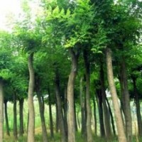 急售6-8公分國槐，大國槐小國槐規(guī)格齊全
