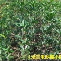 出售60-1米高優(yōu)質(zhì)朱砂桂小苗