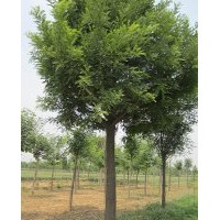 國(guó)槐樹(shù)供應(yīng)15-20公分大國(guó)槐另有國(guó)槐小苗