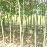 美國(guó)竹柳