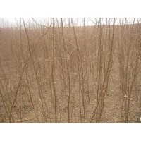 刺槐小苗出售、質(zhì)量?jī)?yōu)價(jià)格便宜