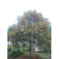 供應狀元紅桂花
