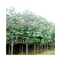 供應(yīng)1-60公分辛夷、杜仲、五角楓、黃櫨、臭椿、香椿、山茱萸