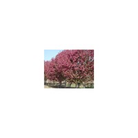大量供應(yīng)2-20cm北美海棠工程苗?。?/></a>
<div><a href=