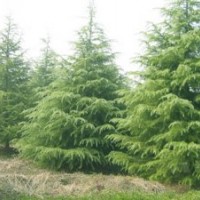 南京泉江苗圃雪松廣玉蘭紅葉石楠馬褂木蜀檜大葉女貞低價銷售