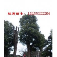 浙江大香樟價(jià)格 金華香樟價(jià)格 江蘇香樟價(jià)格