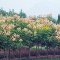 湖南綠化苗木花木欒樹湖南瀏陽花木苗木欒樹湖南旅游四季紅苗圃苗