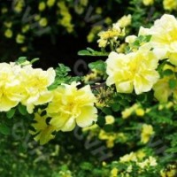 供應(yīng)頂級(jí)黃刺玫,碧桃,迎春花