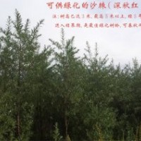 沙棘綠化苗供應(yīng)，可用于綠化