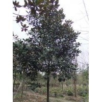 15公分廣玉蘭