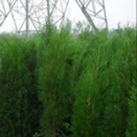 供應側柏白皮松 油松 雪松 華山松