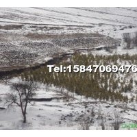 基地直銷云杉 樟子松 山核桃樹 107楊 108楊 小城黑 白榆樹苗