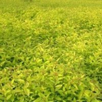 東北連翹|沙地柏|金葉水蠟|金葉風箱果|花灌木
