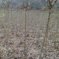 櫻花2-8公分
