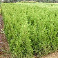 江蘇40公分蜀檜熱銷，40公分蜀檜價格優(yōu)惠