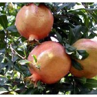 華藝苗木種植場(chǎng)供應(yīng)精品石榴