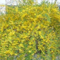 供應(yīng)頂級(jí)迎春花 茶藨子 八仙花 千屈菜