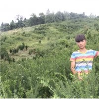 直銷美國(guó)曼地亞紅豆杉1.5年苗