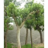 國(guó)槐 面積60公頃