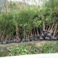 供應數(shù)十萬株地徑6到12公分的紅豆杉綠化樹