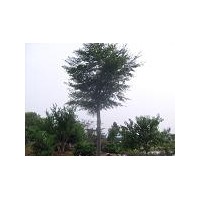 江蘇櫸樹的價(jià)格