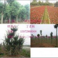 湖北苗木三角楓,紅葉石楠,對節(jié)白蠟