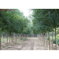 山西《錦源苗圃》 白皮松 油松 側柏 國槐 刺槐 皂角苗 五角楓 果