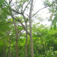 合歡樹(shù)低價(jià)出售進(jìn)行中；