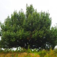供應 八棱海棠樹 規(guī)格齊全 質量優(yōu)