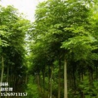 綠化苗木長期供應(yīng)，濟(jì)寧法桐之鄉(xiāng)