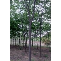 精品紅櫸樹 紅櫸樹價(jià)格 句容地之緣苗圃紅櫸樹