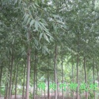 美國竹柳三號 竹柳3號 速生竹柳插條 正宗竹柳 特級種條