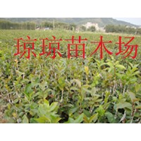 供應岑溪軟枝油茶苗、紅花大果油茶苗（最新供應）