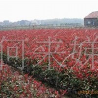 常年直銷香樟、紅葉石楠、海桐球
