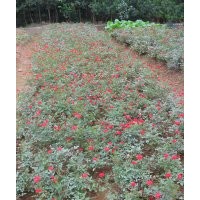 我基地特價(jià)銷售300萬超低價(jià)格的金葉女貞苗木，湖南金葉女貞小苗