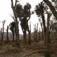 本地大量供應(yīng)：18-50公分野生榔榆，還有部分50-90公分的野生榔榆