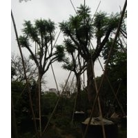 藍(lán)花楹