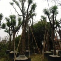 藍(lán)花楹