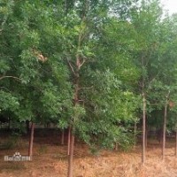 供白蠟、榆樹、國槐、柳樹等