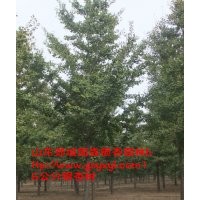 白果樹(shù)