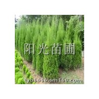出售各種規(guī)格白皮松.側(cè)柏.核桃苗