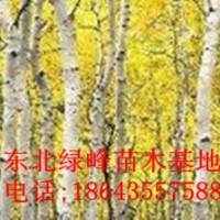 白樺苗