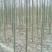 速生柳價(jià)格
