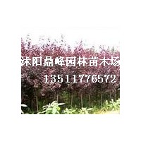 低價拋售:蜀檜,西湖海棠,櫻花,紅葉李,紅王子錦帶,紫荊