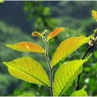 榆樹(shù)苗，元寶楓，垂柳，紅葉李，紫葉李，杜仲苗，五角楓，國(guó)槐