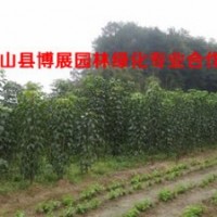 3分秋楓苗