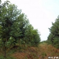 重慶美國(guó)紅楓，美國(guó)紅楓價(jià)格，瀘州美國(guó)紅楓