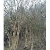 供應(yīng)成年大公分紫薇，日本櫻花，香樟